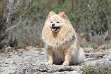 SPITZ ALLEMAND 313